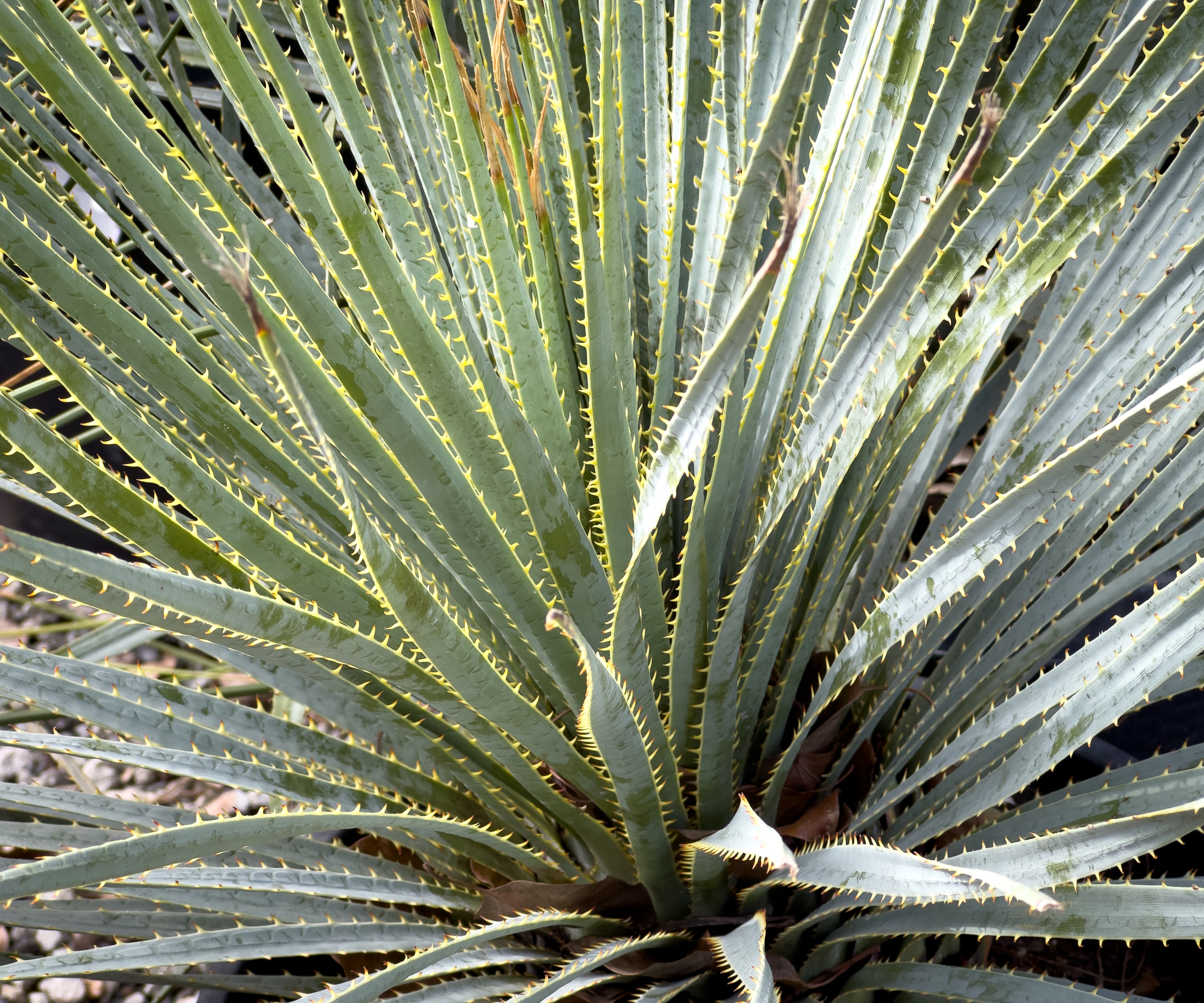 Desert spoon cactus