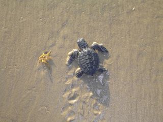 Kemp's ridley sea turtle, turtles, tortoises