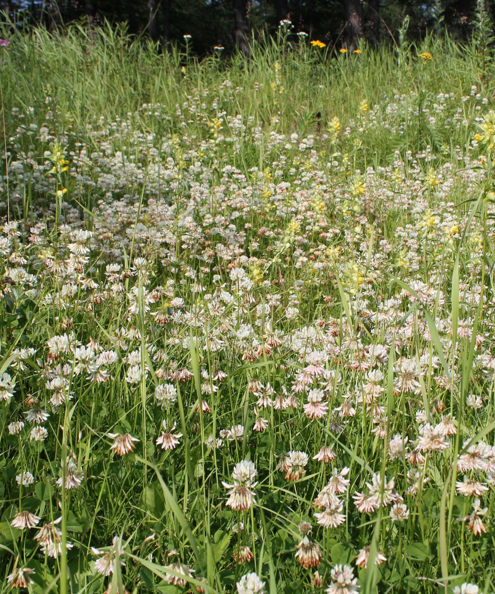 growing-a-clover-lawn-to-cut-down-on-mowing