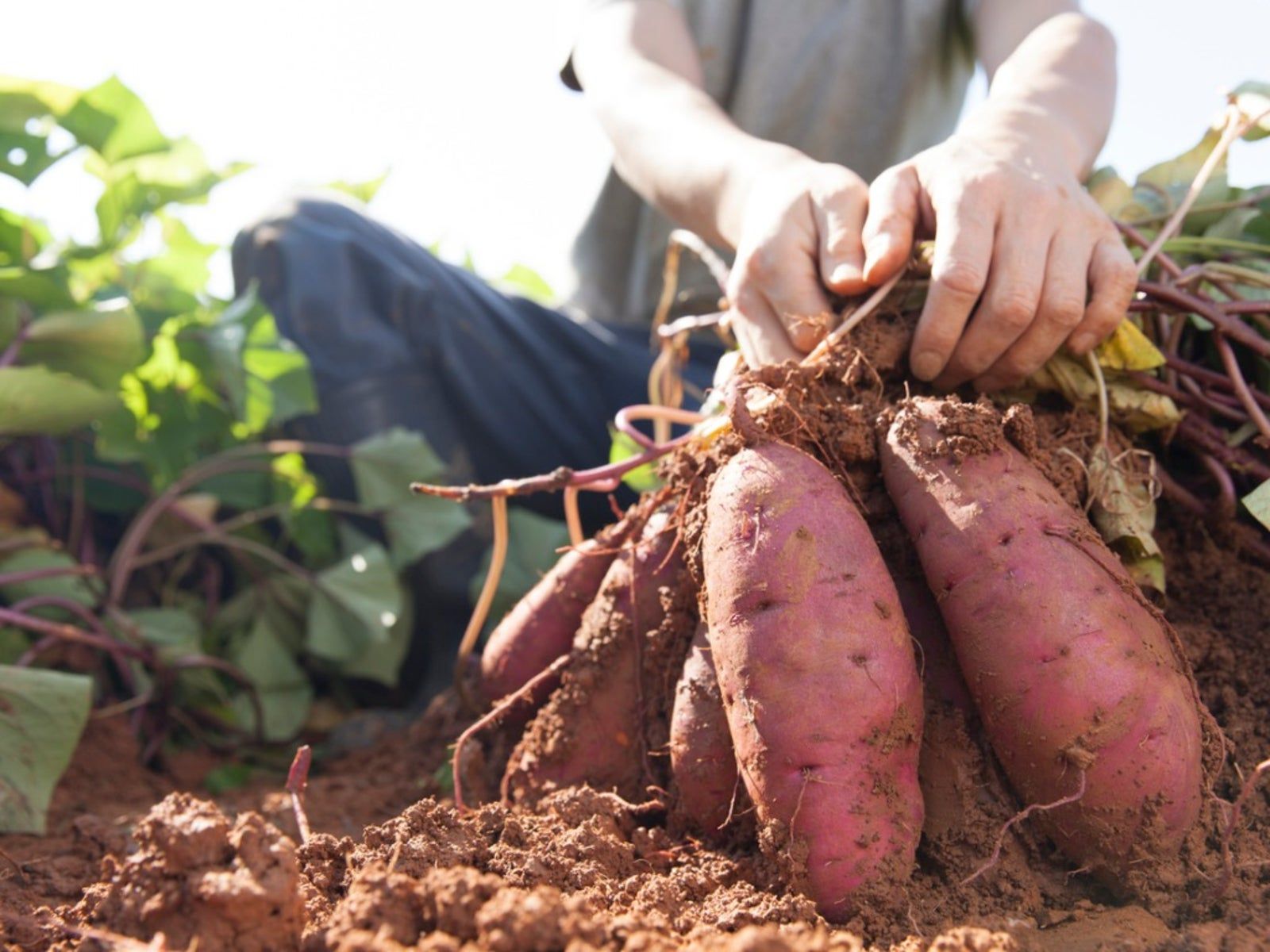 Harvesting Sweet Potatoes - When And How To Harvest Sweet Potatoes |  Gardening Know How, image size:1600x1200