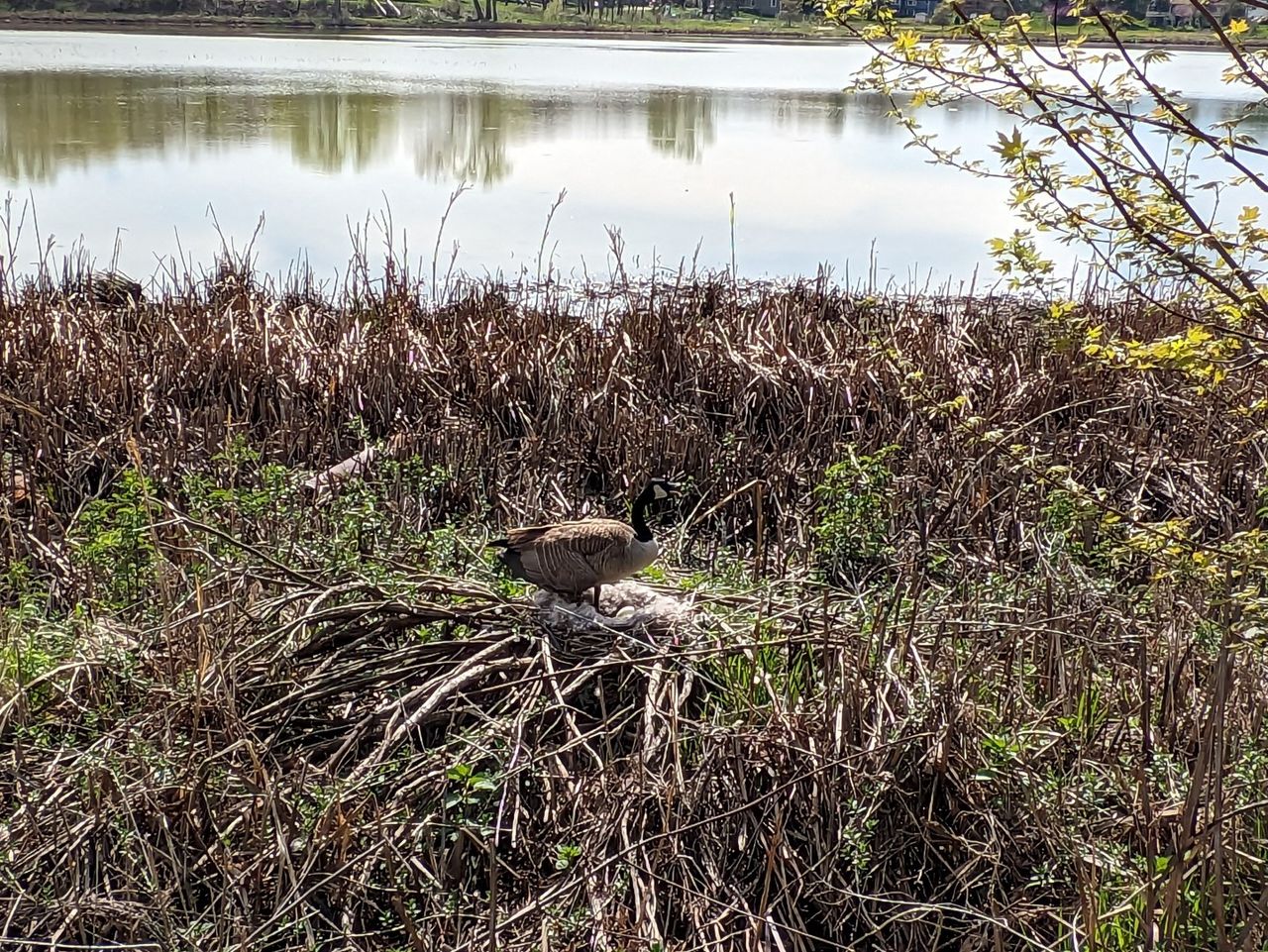 Google Pixel 7a camera samples