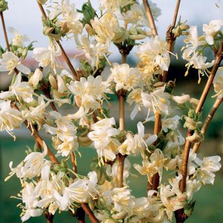 honeysuckle flowers white in colour