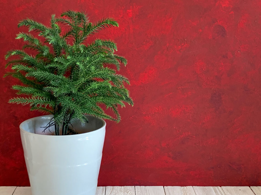 A potted Norfolk Island Pine against a red wall
