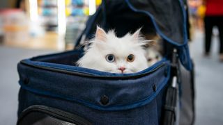 Cat peeping outside a cat carrier