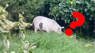 Animal grazing in the grass