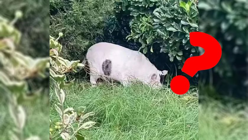 Animal grazing in the grass