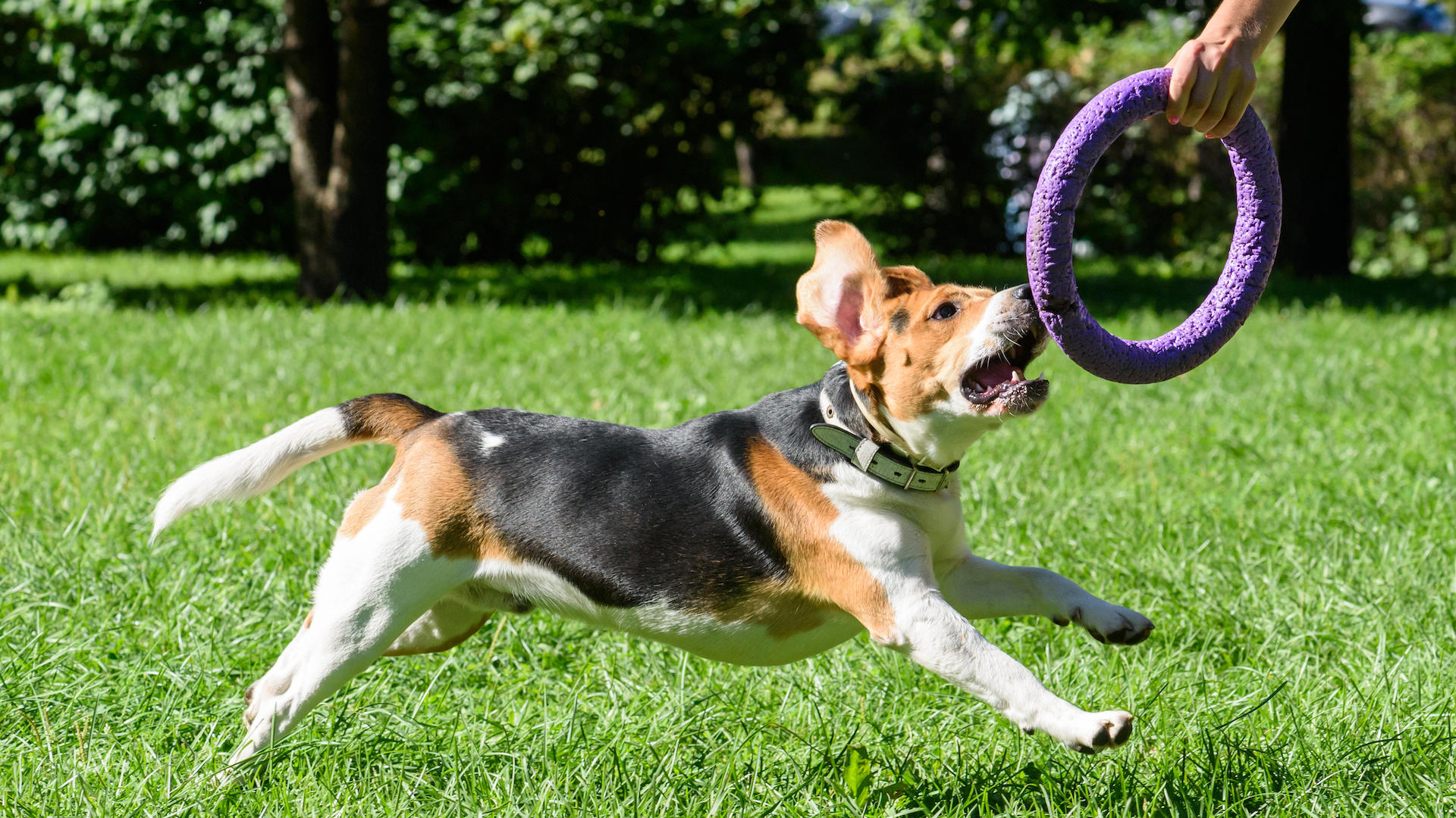 Dog chasing toy