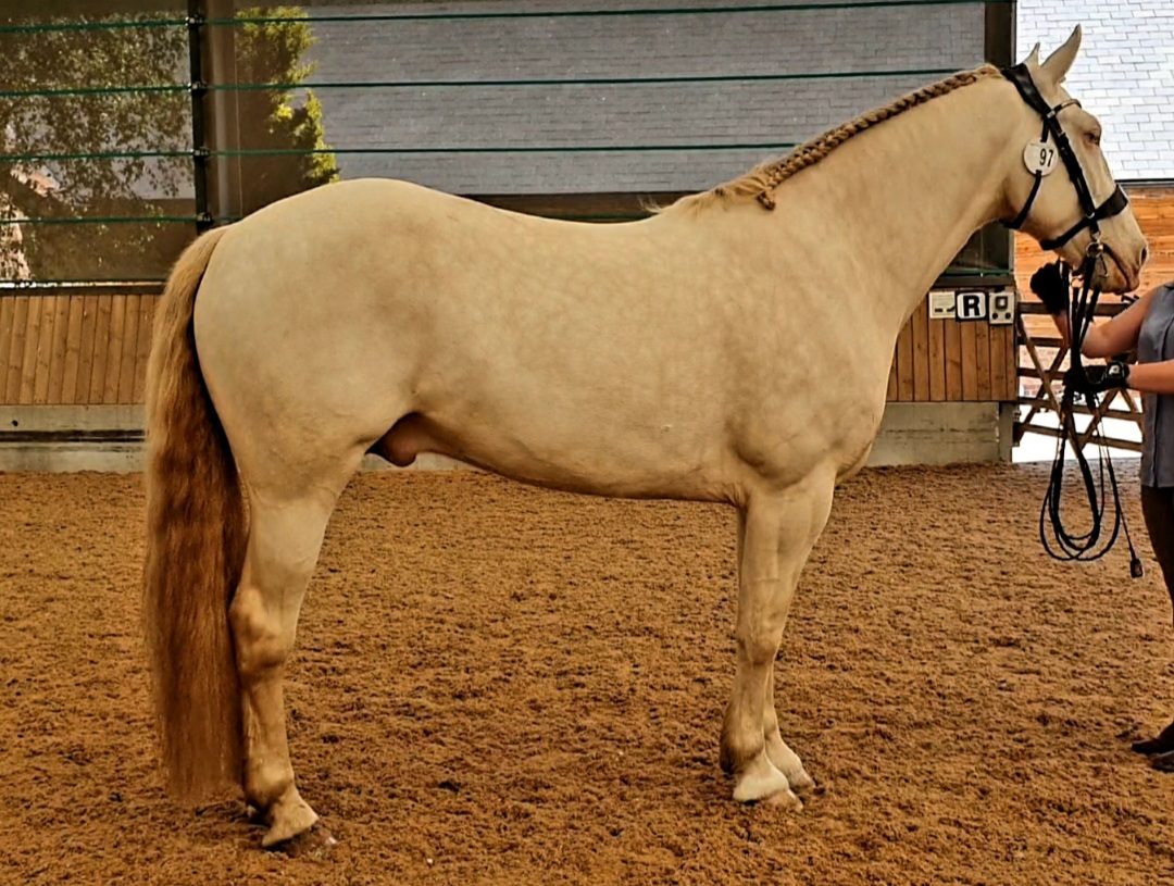 Cream-Dilute-Champ-e1591016678698.jpg