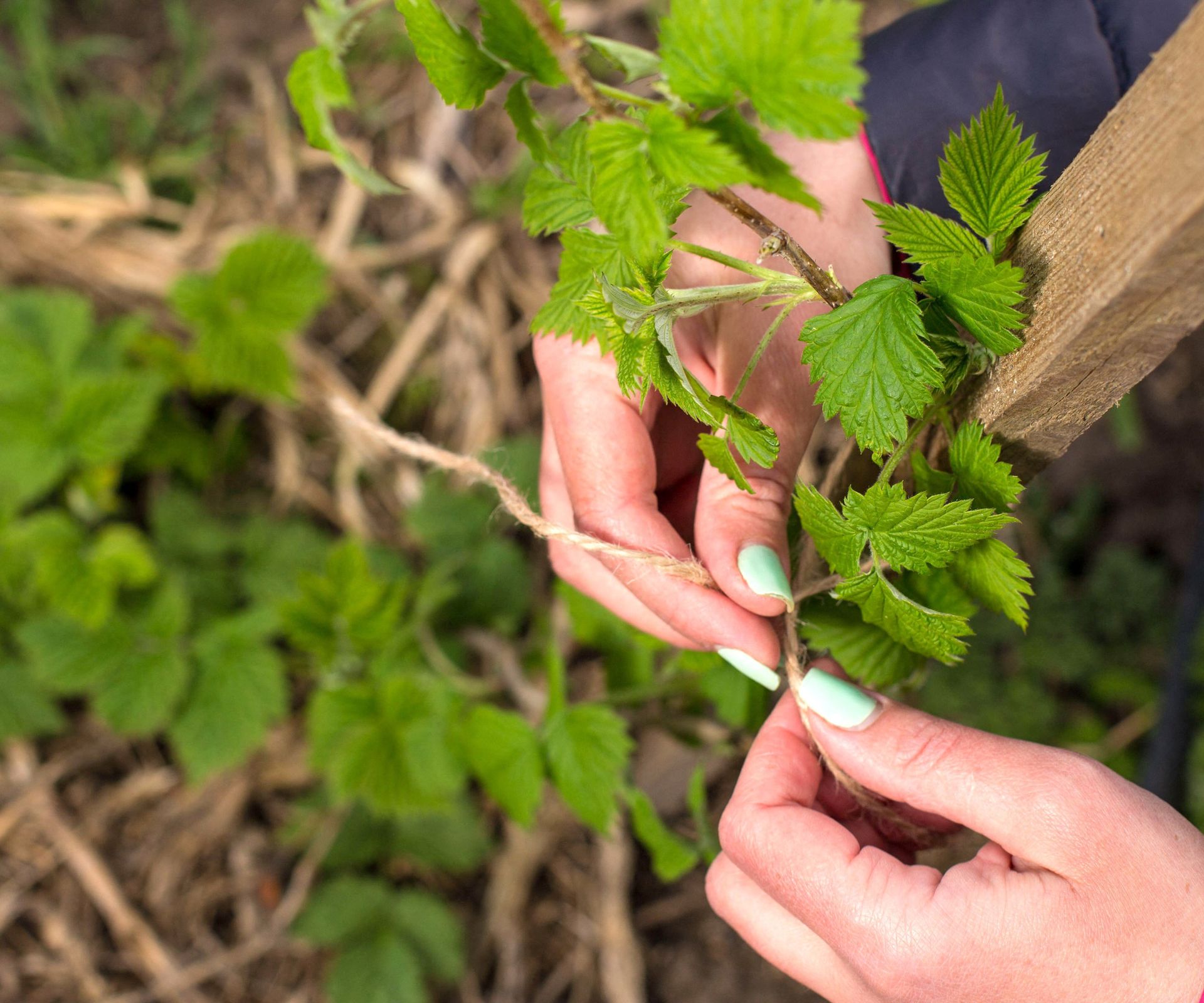 raspberry plants being fastened to trellis with twine