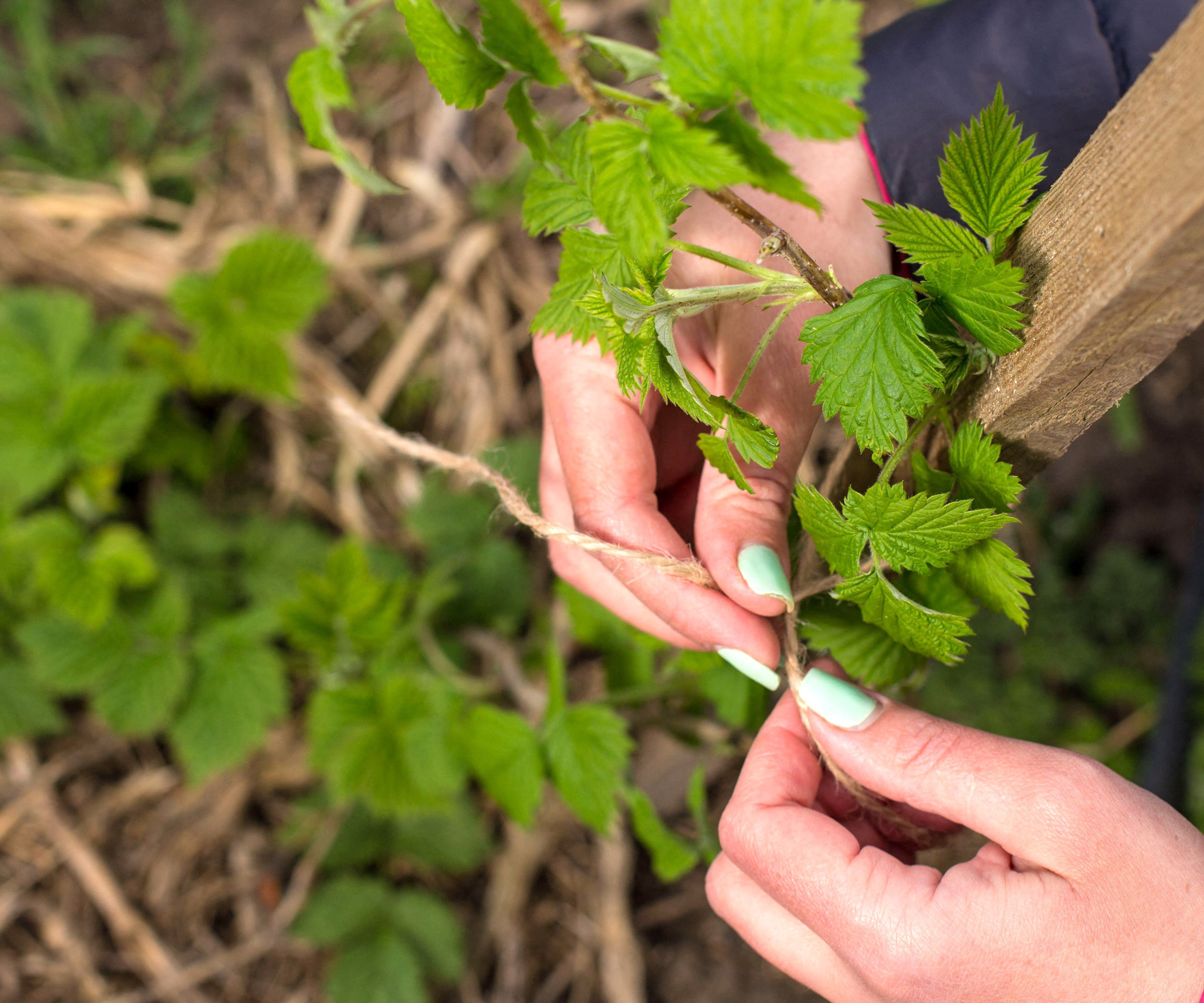 raspberry plants being fastened to trellis with twine