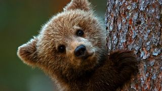 A cute brown bear cub peers around a tree in three-part documentary series, Wild Scandinavia