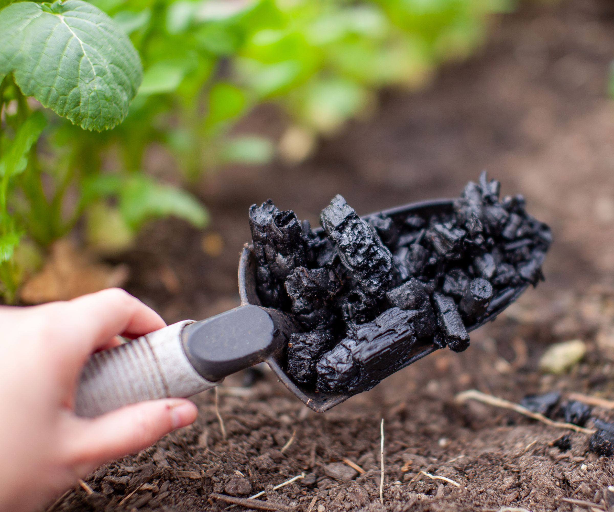 hand holding trowel of biochar over soil