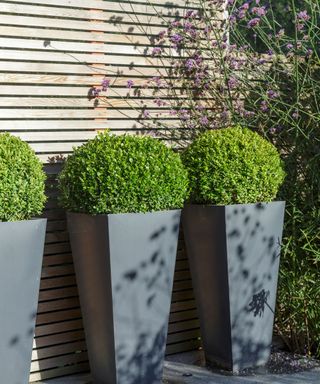 Topiary in garden pots next to a wooden fence.