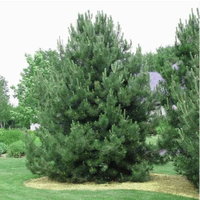Austrian Pine at Nature Hills
