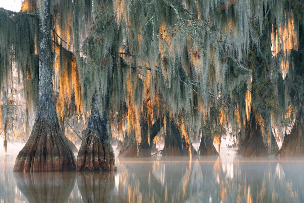 Bald cypress trees