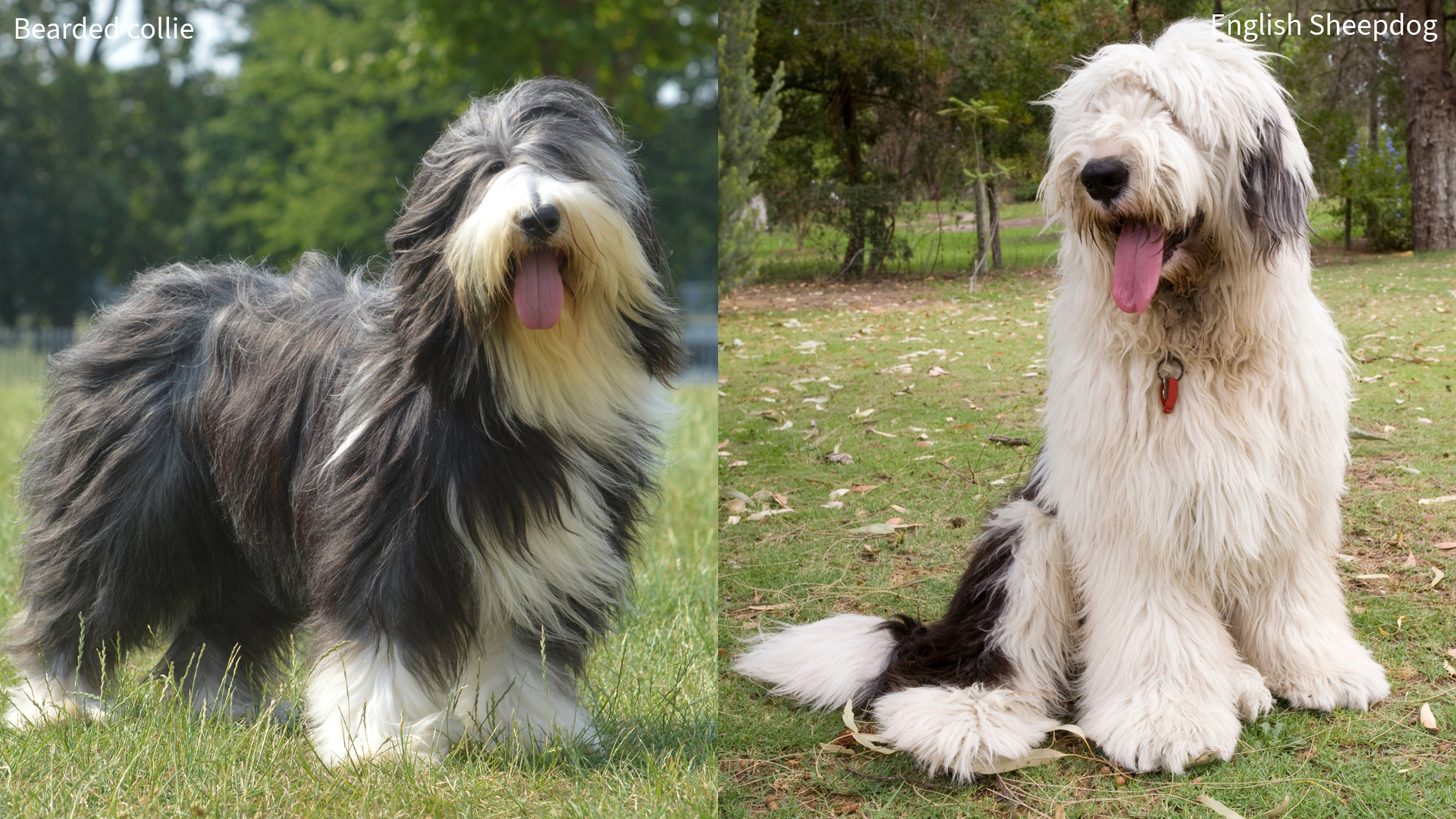 Collage of a bearded collie and old english sheepdog on grass