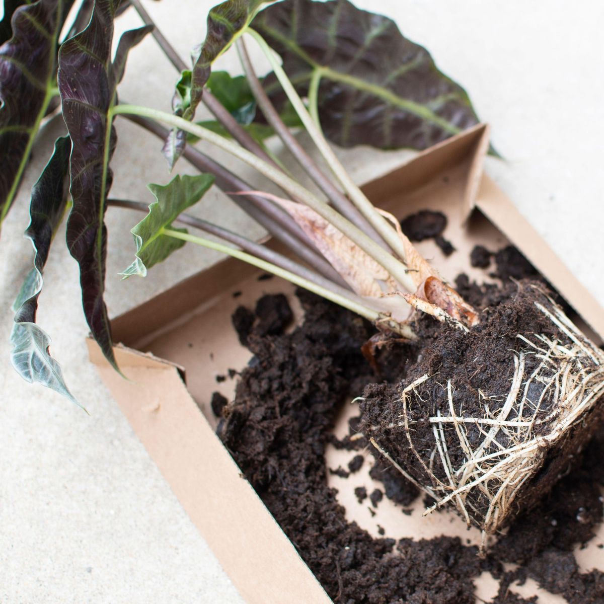 Plantes d'intérieur qui aiment être en pot 