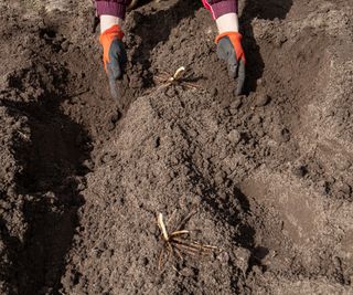 Asparagus crowns being planted on mounds in a trench