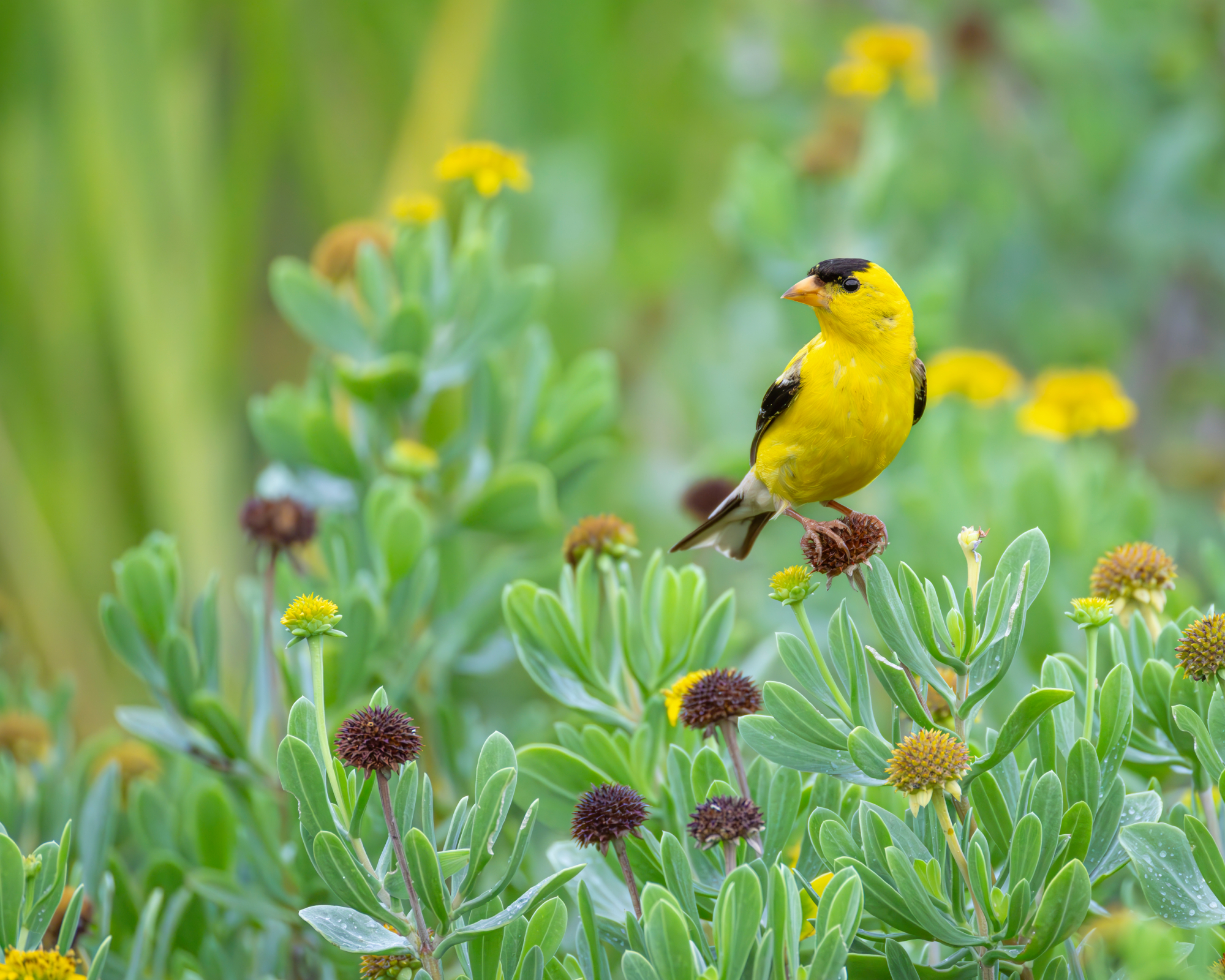 American goldfinch sitting on seedheads of flowers