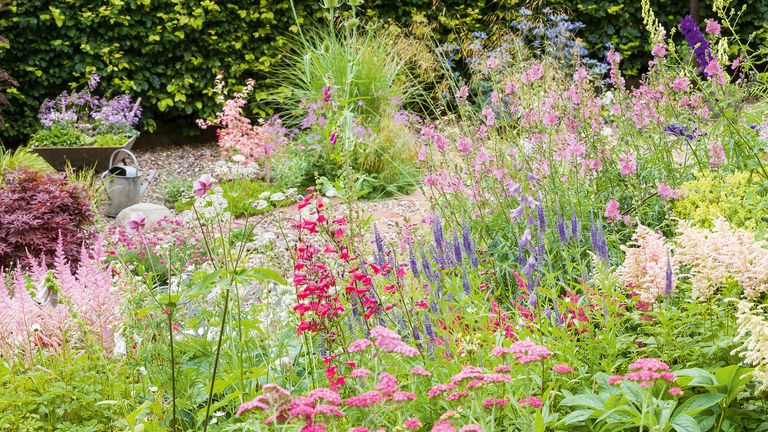 How to divide plants - a border packed with perennials