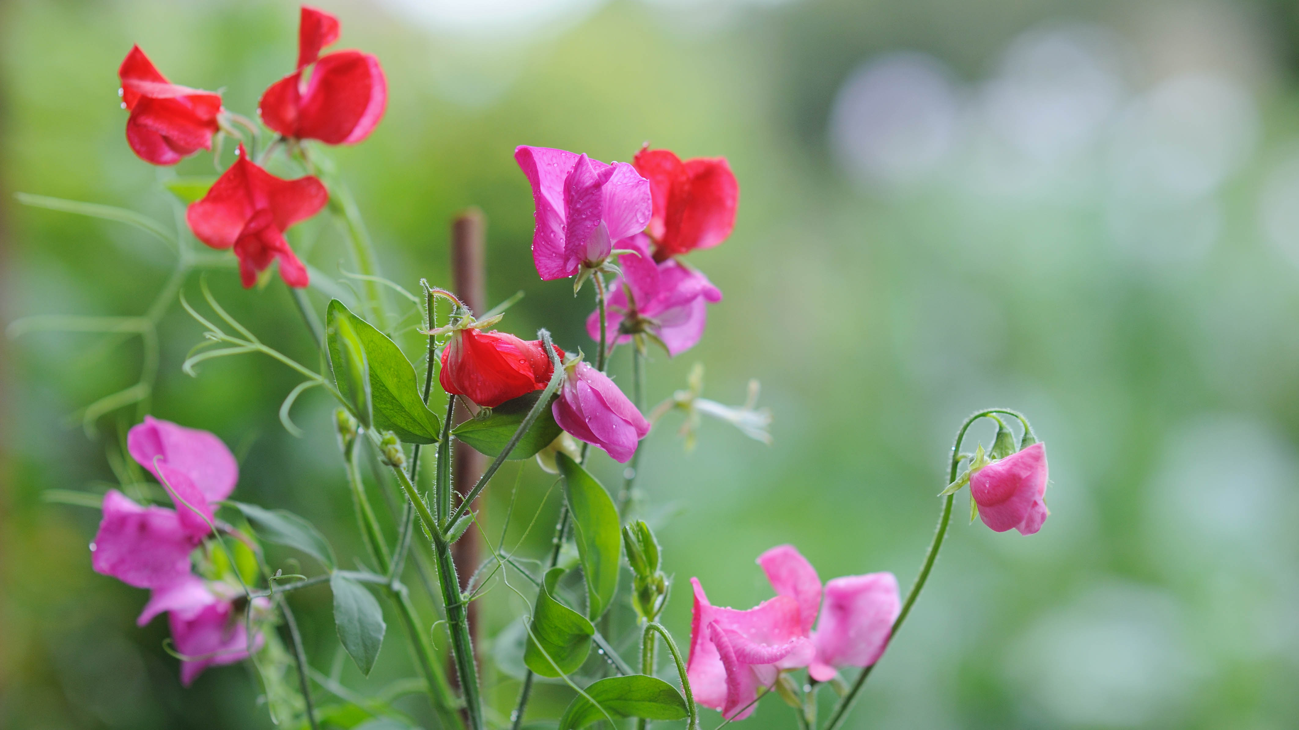 Sweet Peas