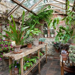 green house with plant