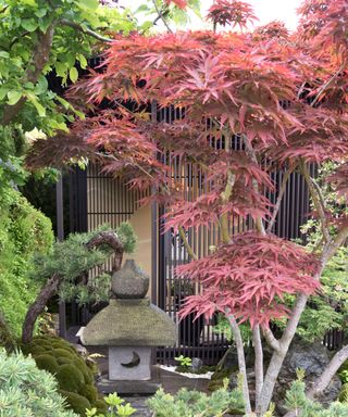 acer tree in Japanese garden design
