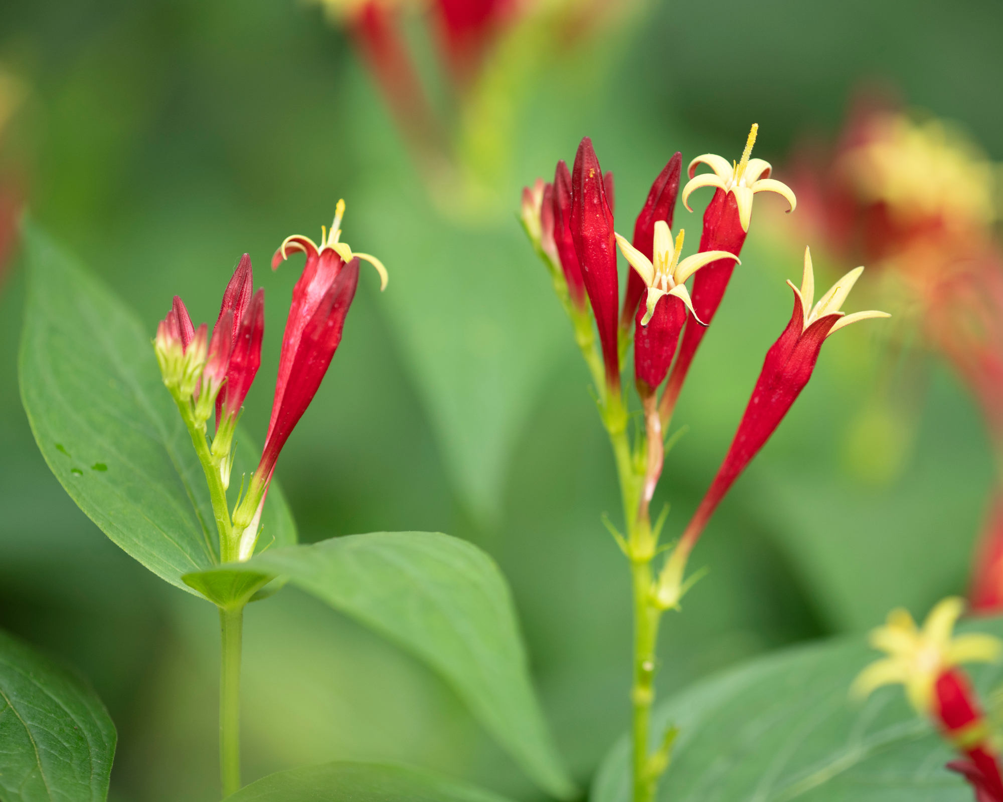 Closeup of Indian pink bloom
