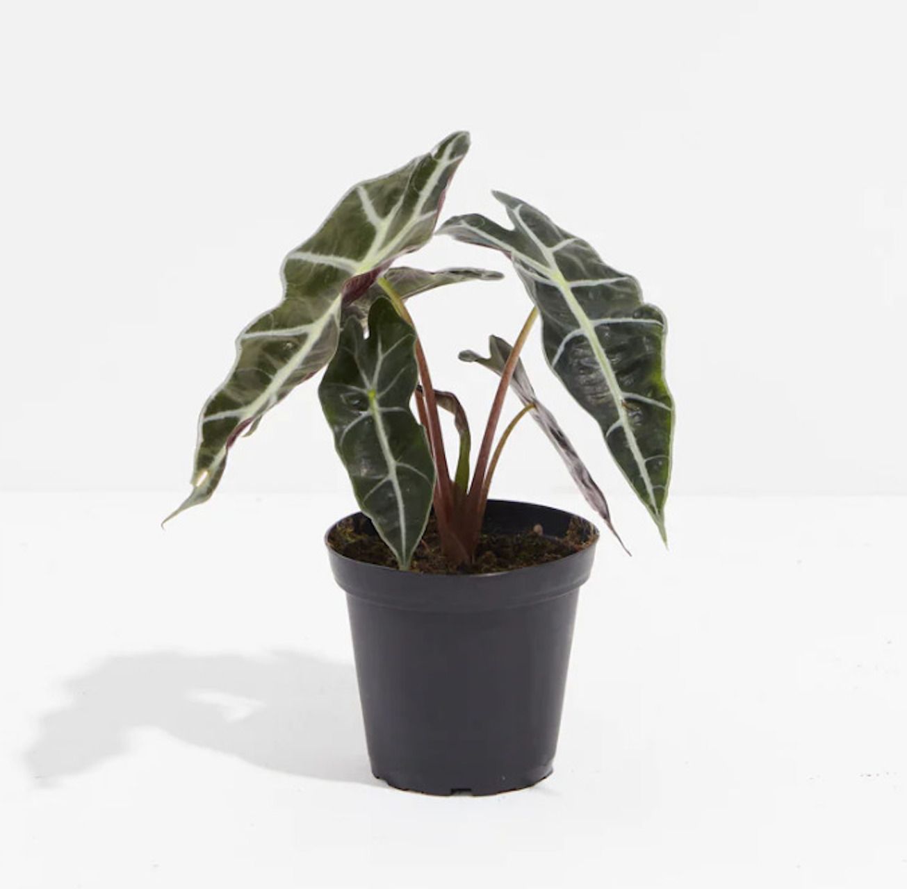 Alocasia Polly (Kecil)