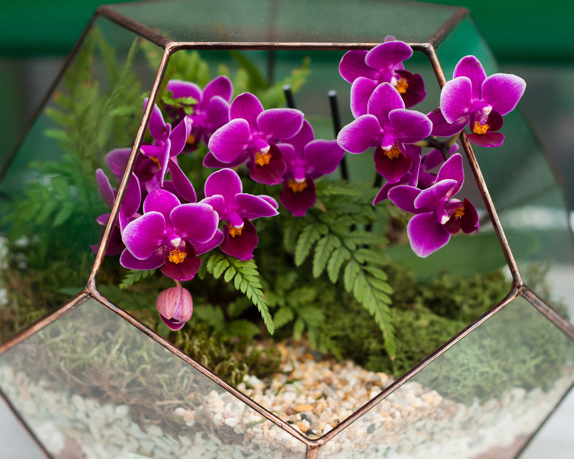 Pink orchids in open terrarium