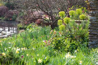 euphorbia, fritillary and daffodils in a water garden