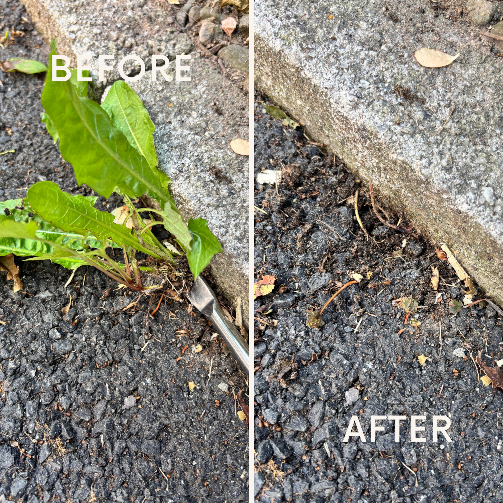 before and after using the weed tool to remove weeds