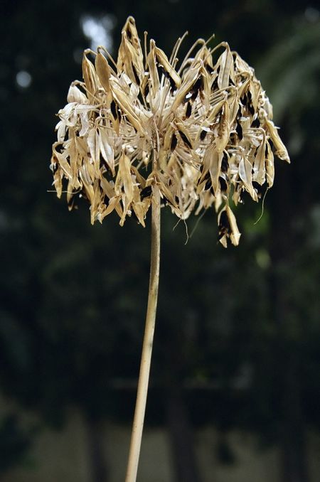 prune agapanthus