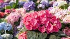 picture of hydrangea bush with focus on one flower to support advice on should you deadhead hydrangeas