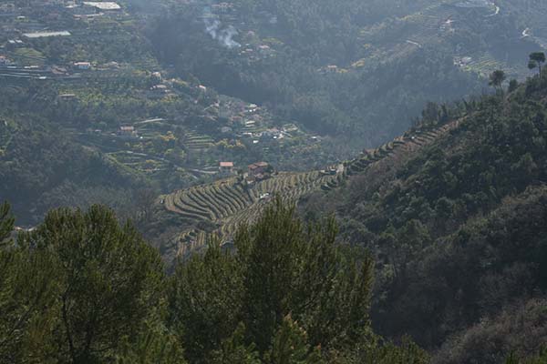 00000a0d7-Dolceacqua_Terraces.jpg