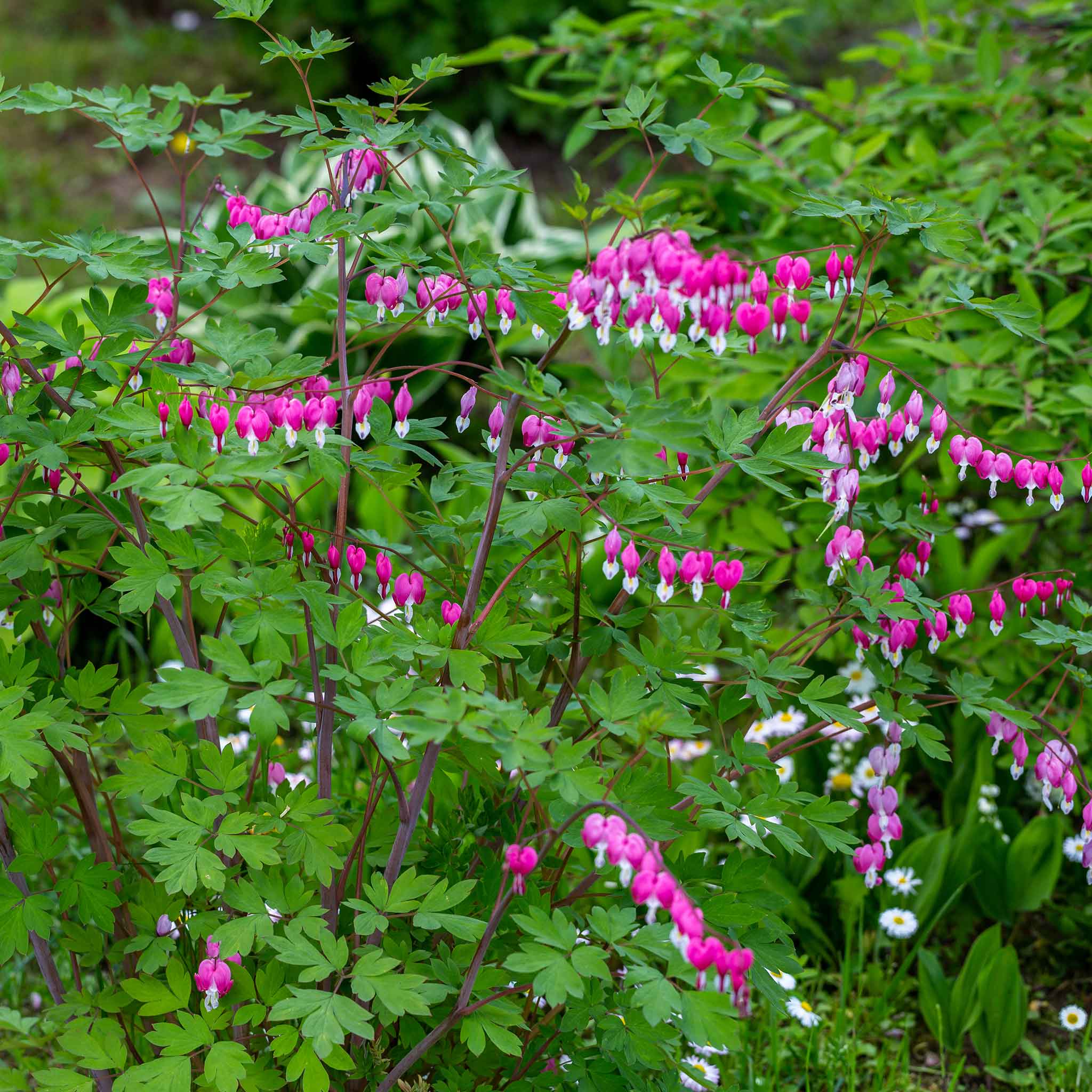 Bleeding Heart Roots