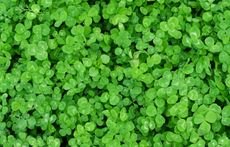 Few plants have been as linked to myths and legends as clover