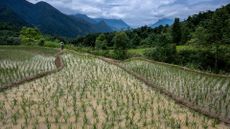 A view of a terraced rice field, with small sprouts sitting in water, with mountains in the background