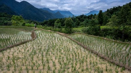 A view of a terraced rice field, with small sprouts sitting in water, with mountains in the background