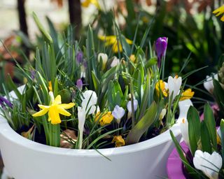 early spring bulbs in pot