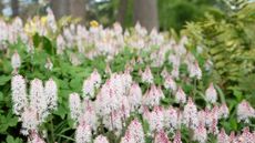 Tiarella with white and pink blooms in a wooded area