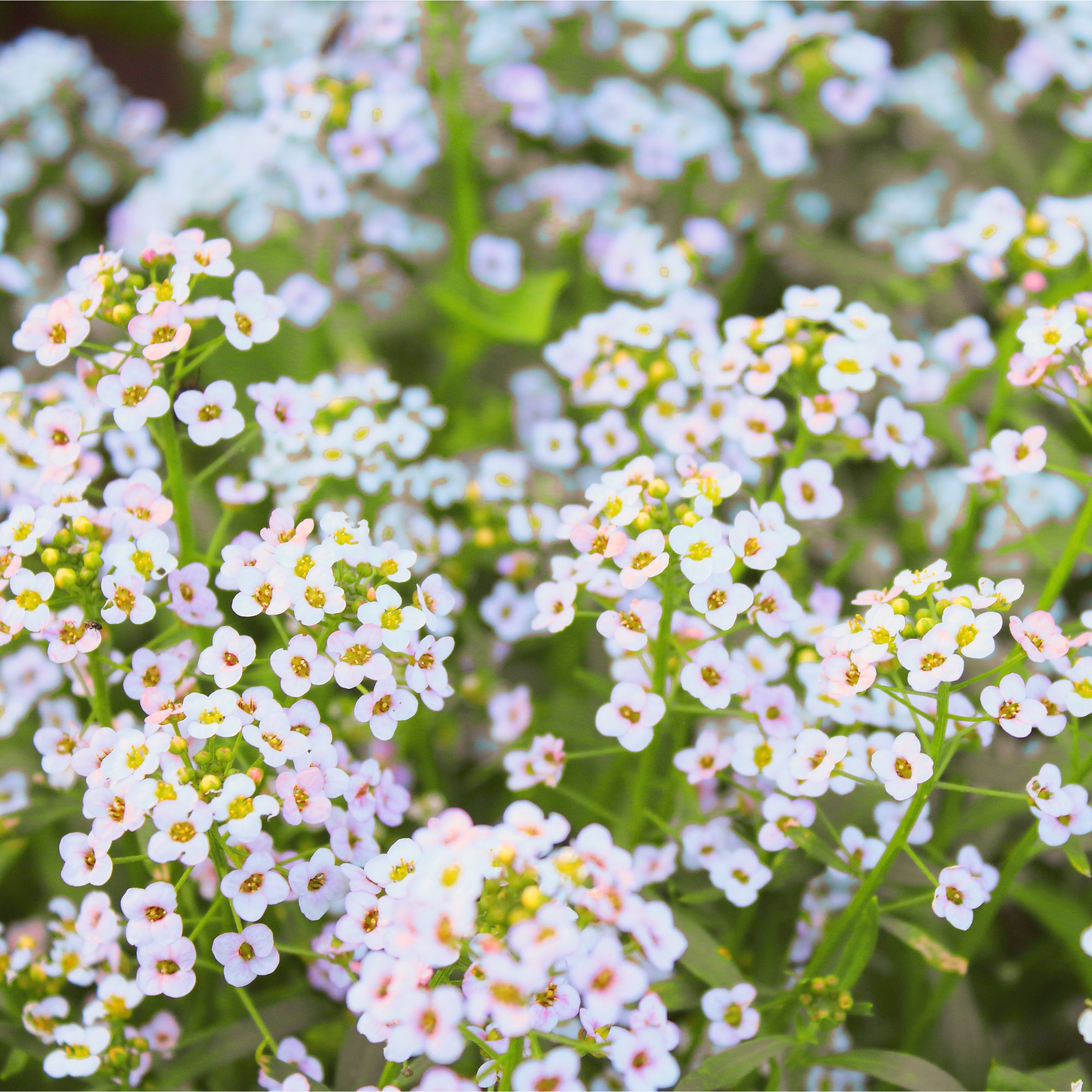Closeup of sweet alyssum flowers in garden