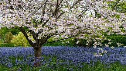 Camassia under cherry blossom