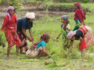 Taiwainese women picking grass
