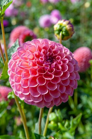 pink pompom dahlia