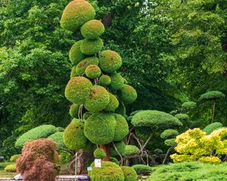 France, Loiret, Orleans, Jardin des plantes (Botanical Gardens), Japanese cryptomeria (Cryptomeria japonica), Japanese Cedar