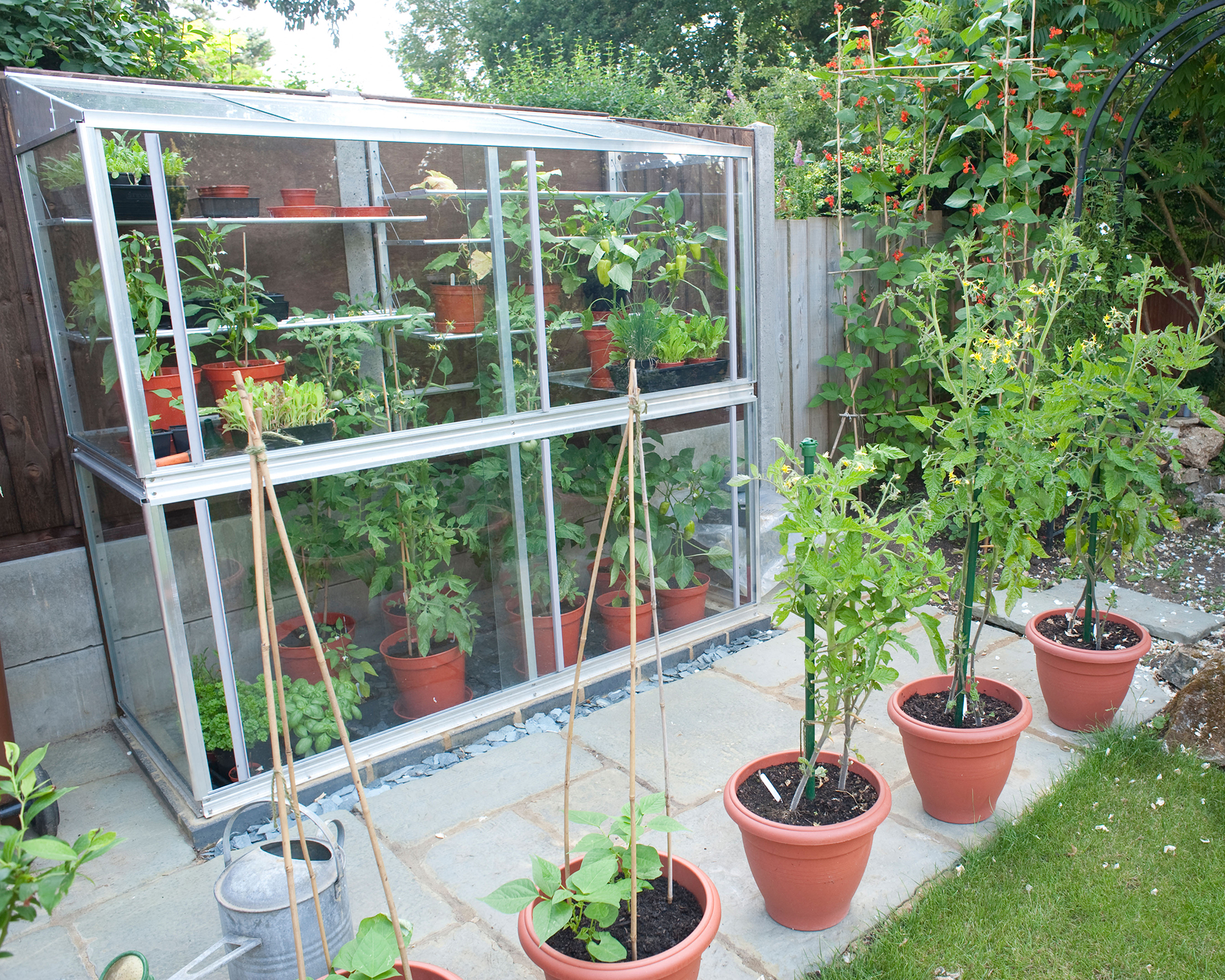 A small 6ft high mini lean to greenhouse built up against a fence used to grow tomatos sweet peppers and cucumbers