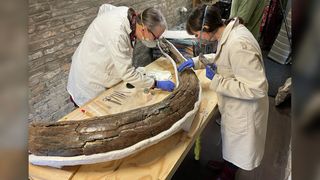 Гигантският бивник се консервира, за да се предотврати влошаването му.