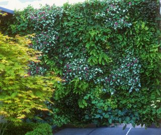 soil based living wall system full of plants and hedges