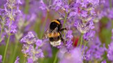 bee friendly plants showing lavender flowers to attract bees
